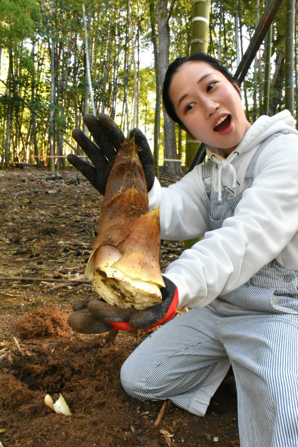 真備町のタケノコは今が旬!タケノコ掘りと直売所情報も(倉敷市)